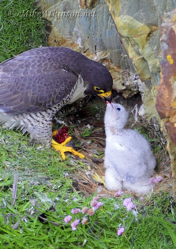 Peregrine Falcon