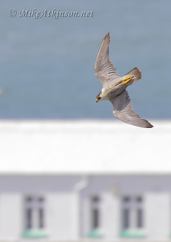 Peregrine Falcon