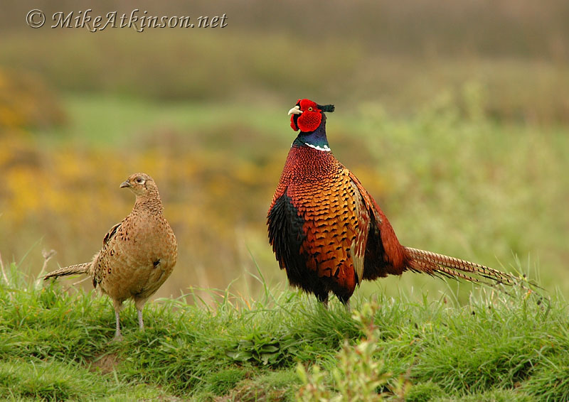 Pheasant