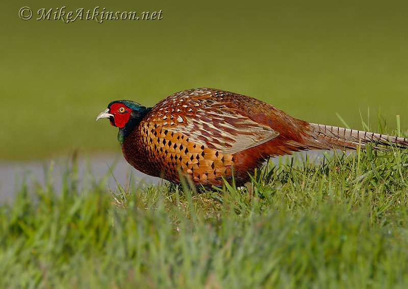 Pheasant