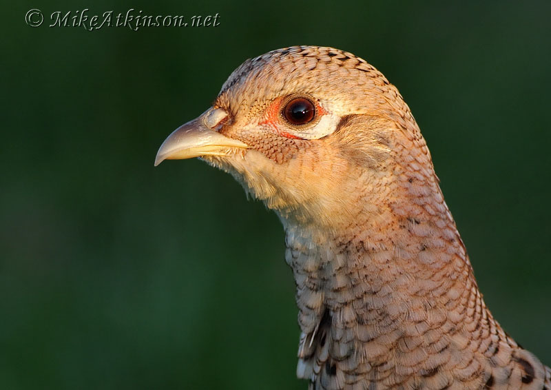 Pheasant