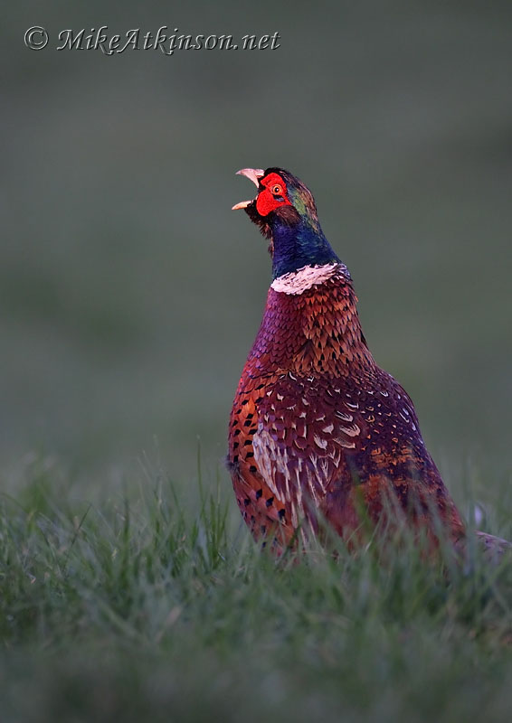 Pheasant