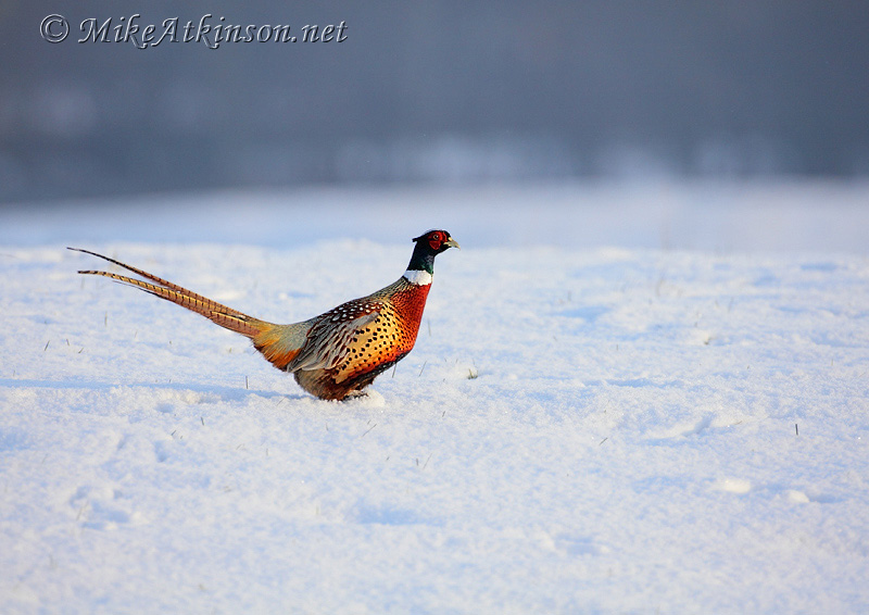 Pheasant