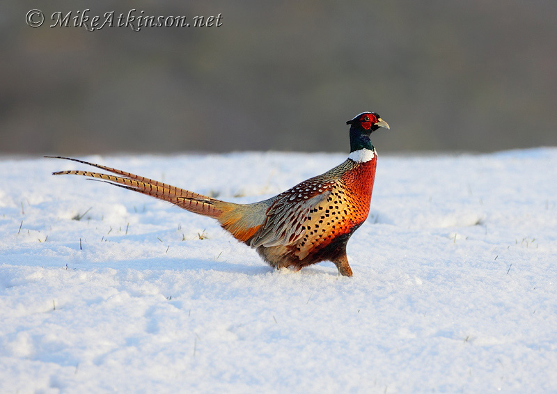 Pheasant