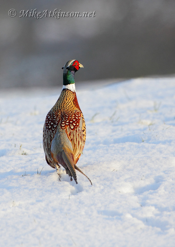 Pheasant