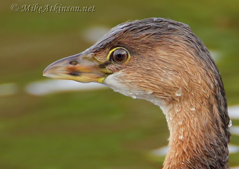 Pied-billed Grebe