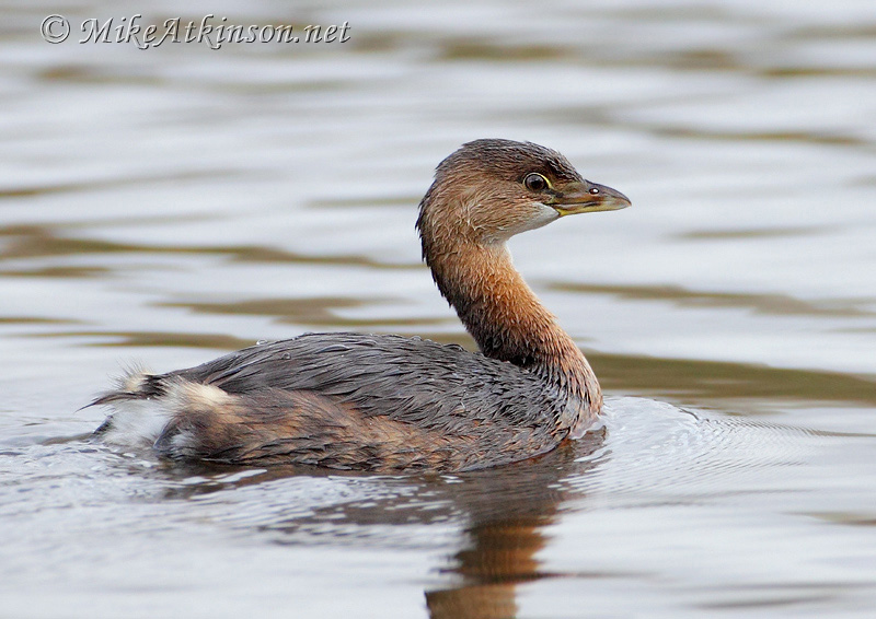 Pied-billed Grebe