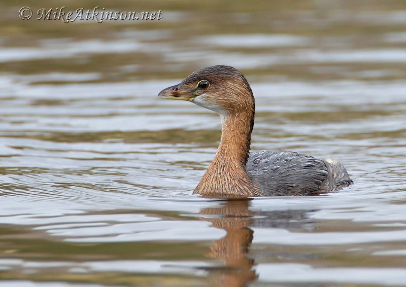 Pied-billed Grebe