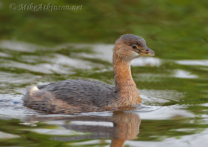 Pied-billed Grebe