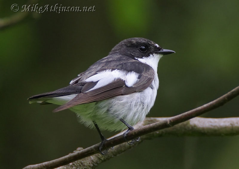Pied Flycatcher