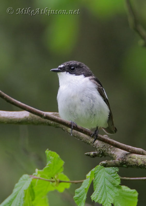 Pied Flycatcher