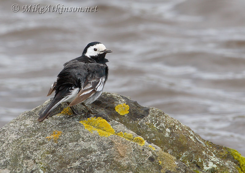 Pied Wagtail