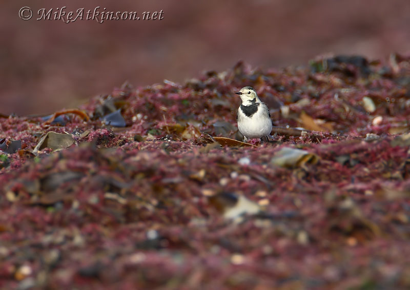 Pied Wagtail