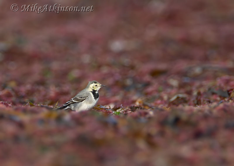 Pied Wagtail