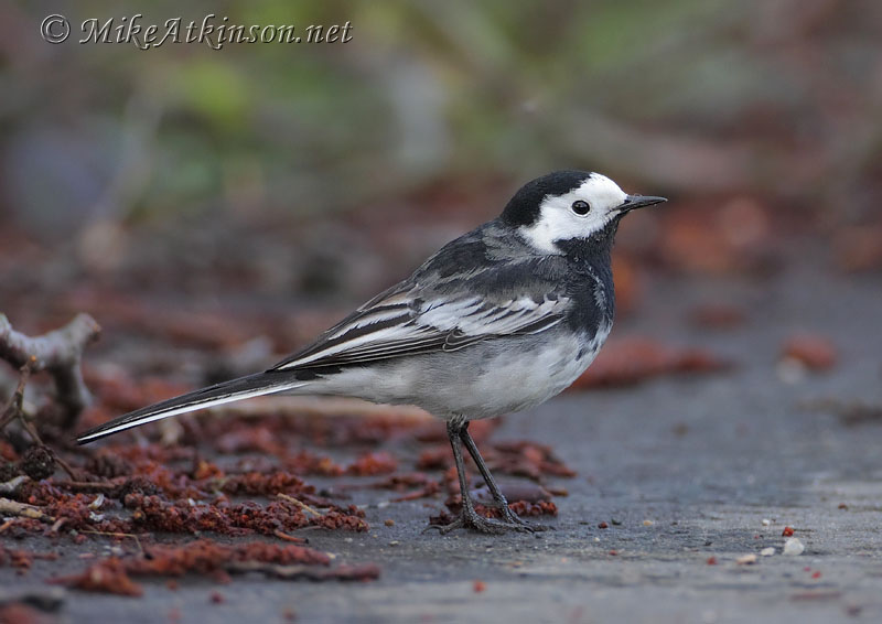 Pied Wagtail