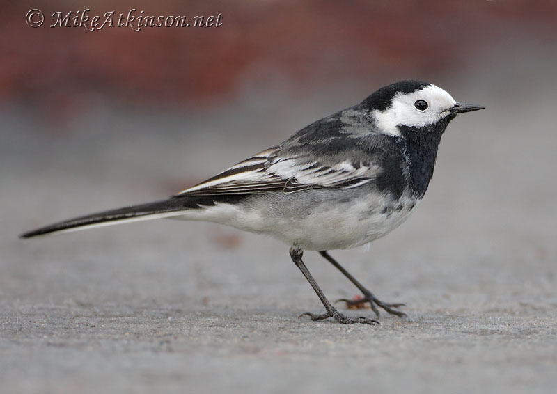 Pied Wagtail