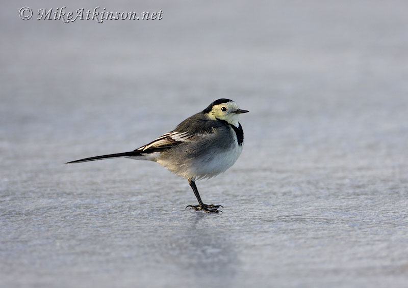 Pied Wagtail