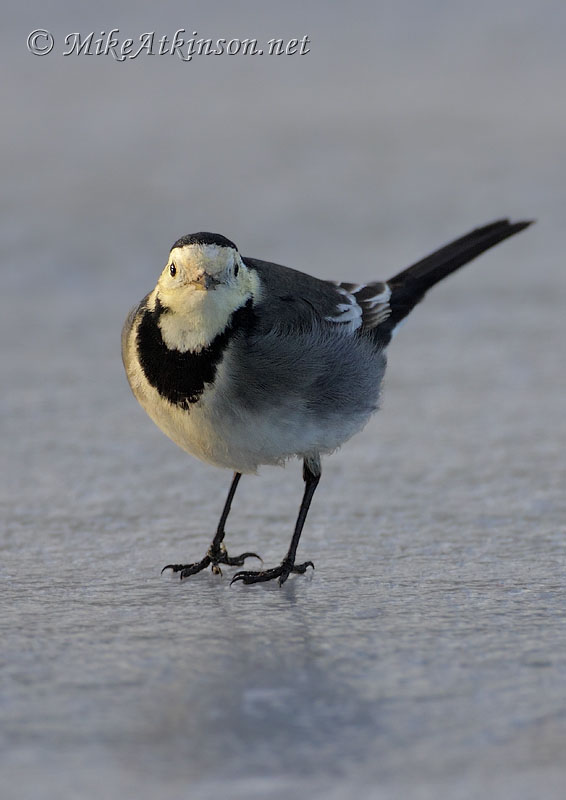 Pied Wagtail