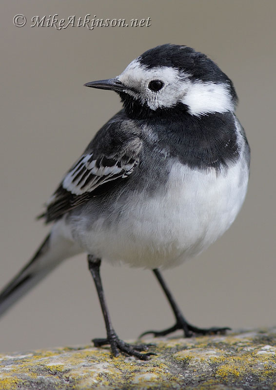 Pied Wagtail