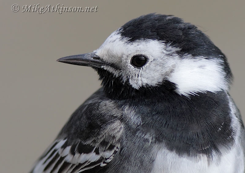 Pied Wagtail