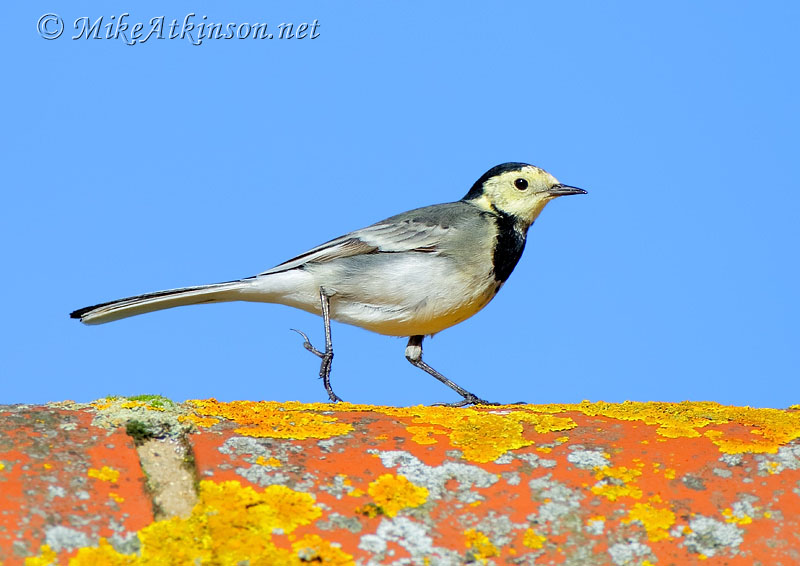 Pied Wagtail