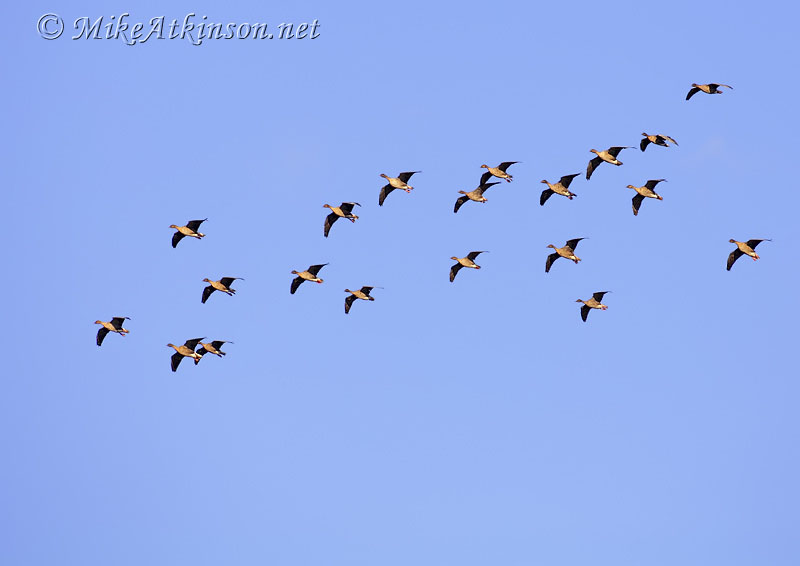 Pink-footed Goose