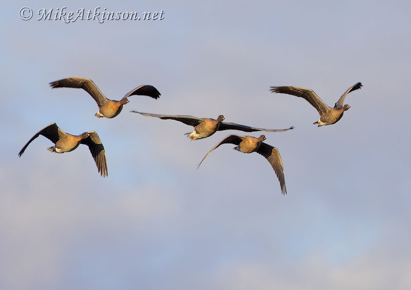 Pink-footed Goose