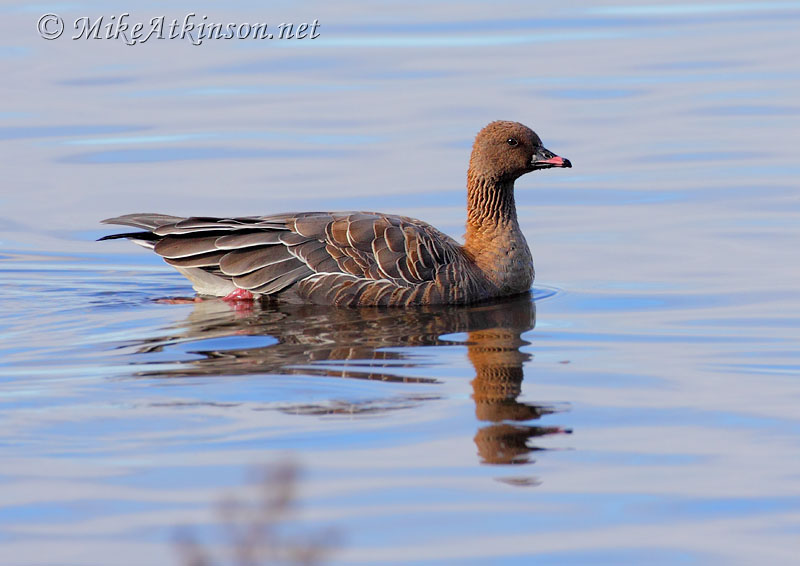 Pink-footed Goose