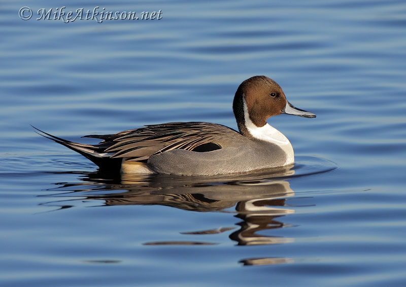Pintail
