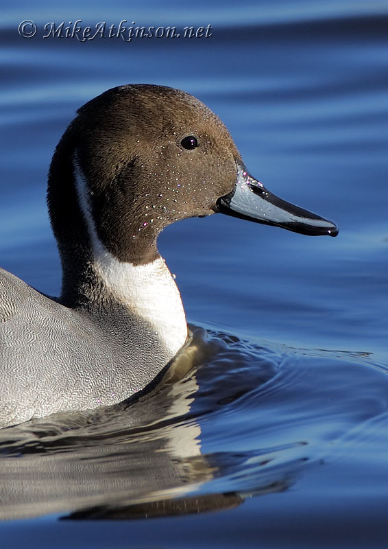 Pintail