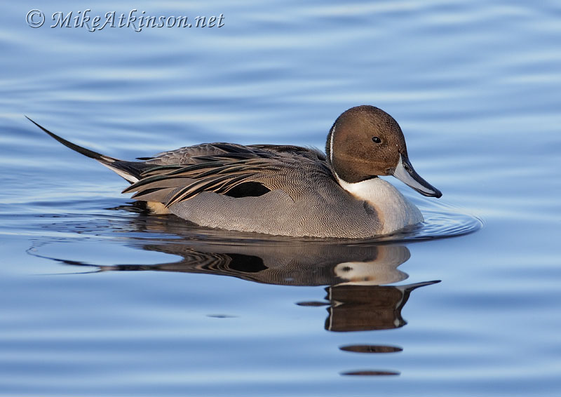 Pintail