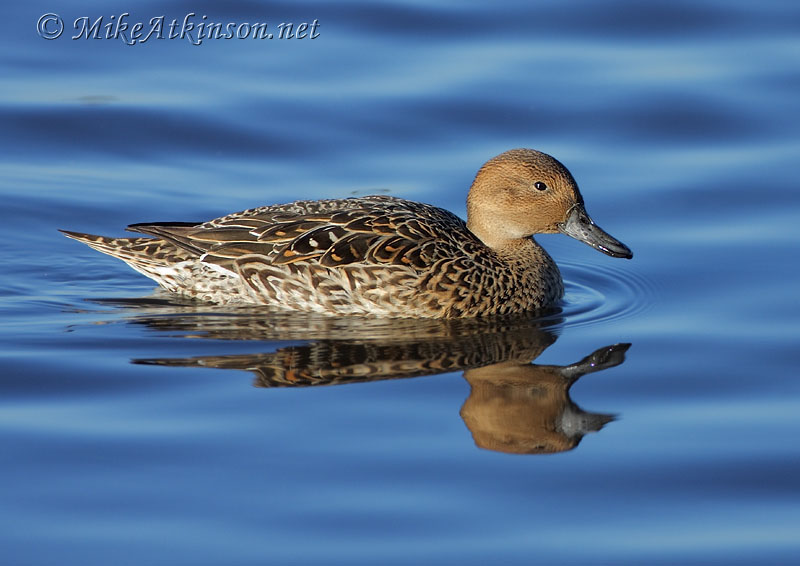 Pintail