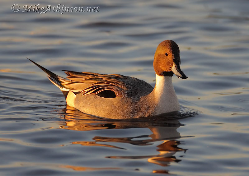 Pintail