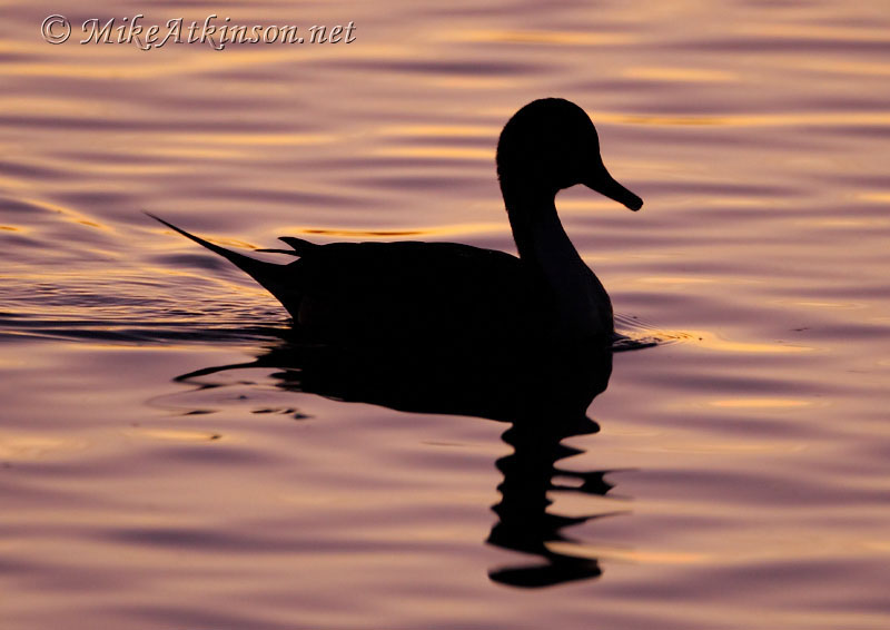 Pintail