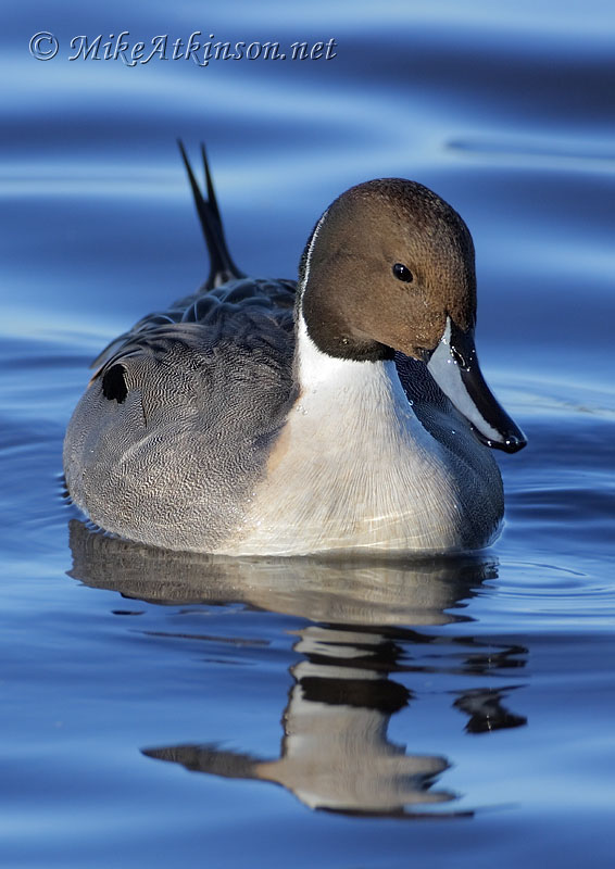 Pintail