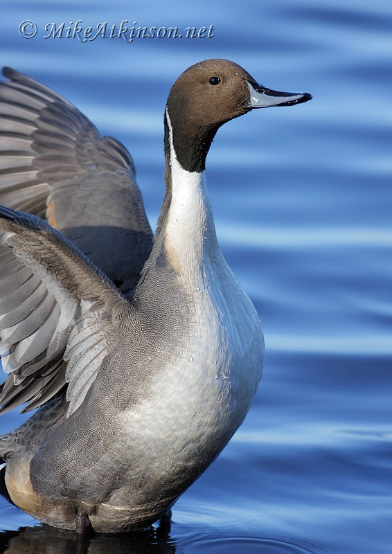 Pintail