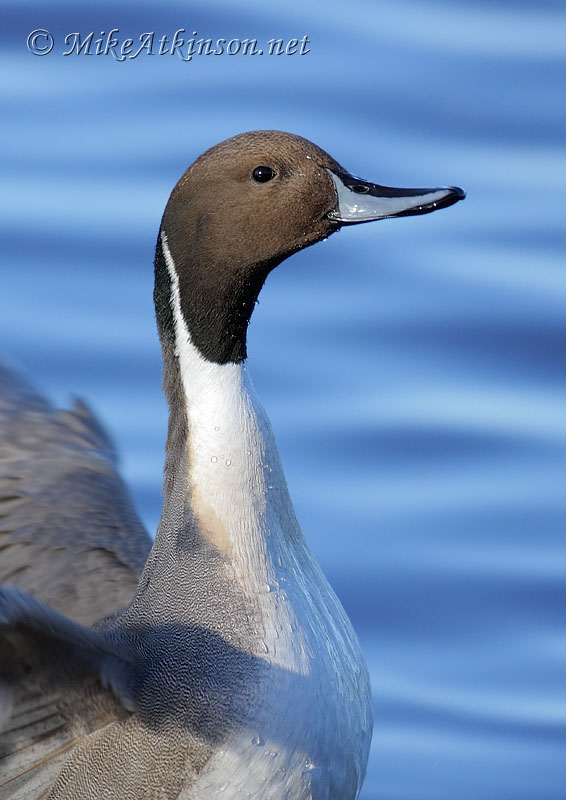 Pintail