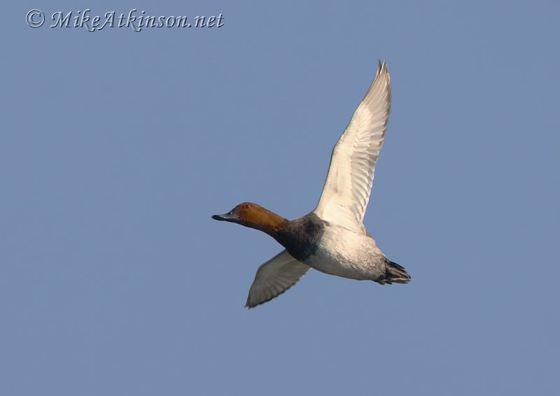 Pochard