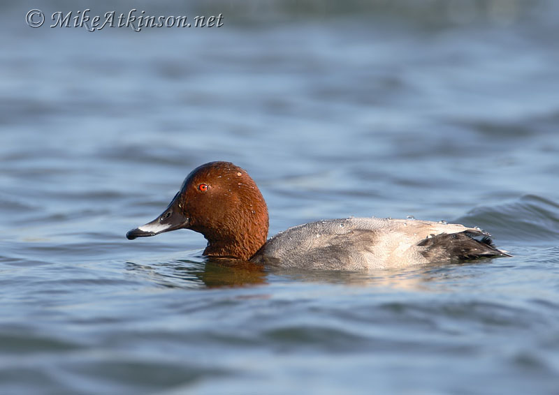 Pochard