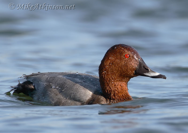 Pochard