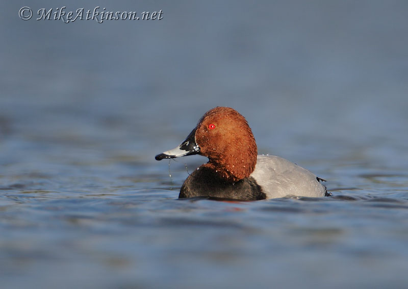 Pochard