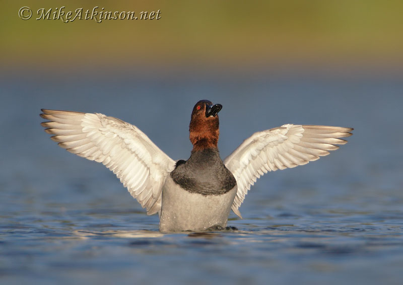 Pochard
