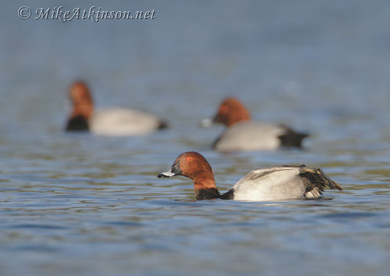 Pochard