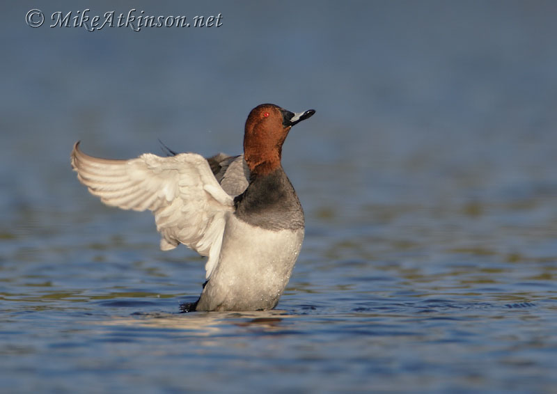 Pochard