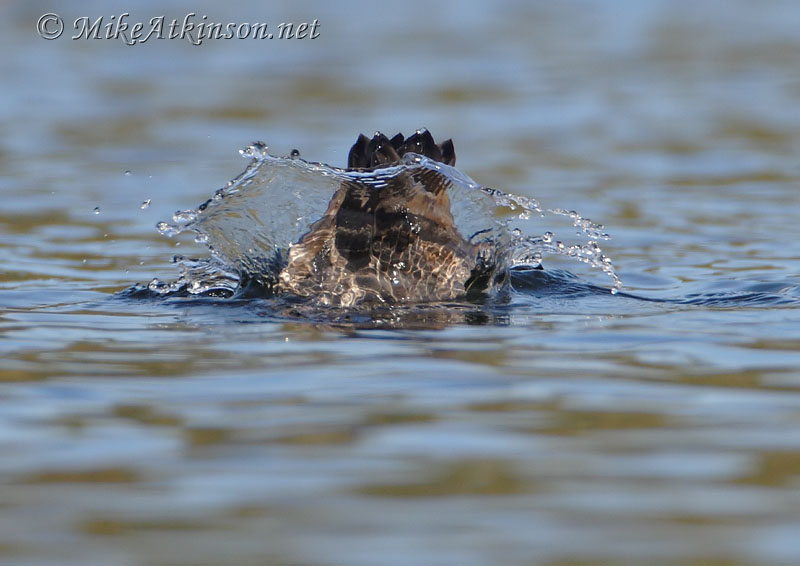 Pochard