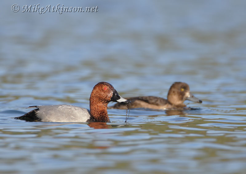 Pochard