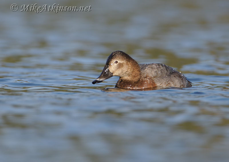 Pochard