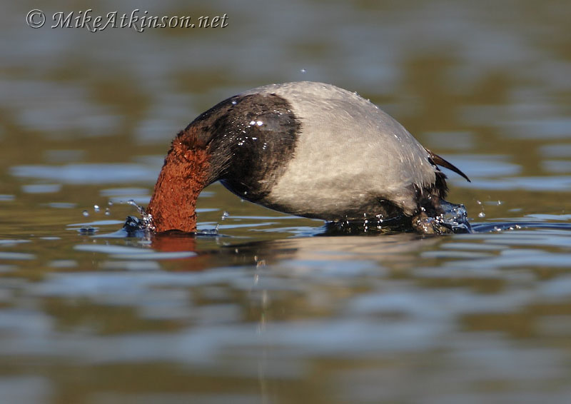 Pochard