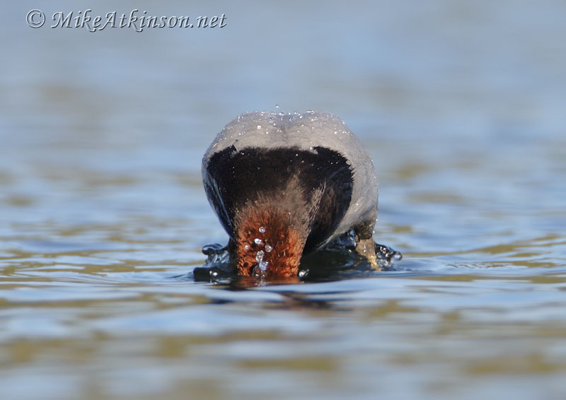 Pochard