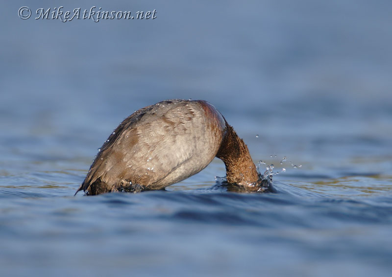 Pochard